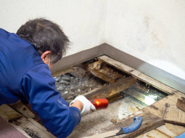 Best Mold Testing  in Cordele, GA