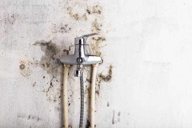 Best Black Mold Removal  in Cordele, GA