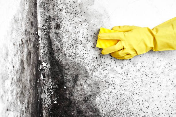 Best Certified Mold Removal  in Cordele, GA
