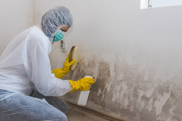 Best Attic Mold Removal  in Cordele, GA