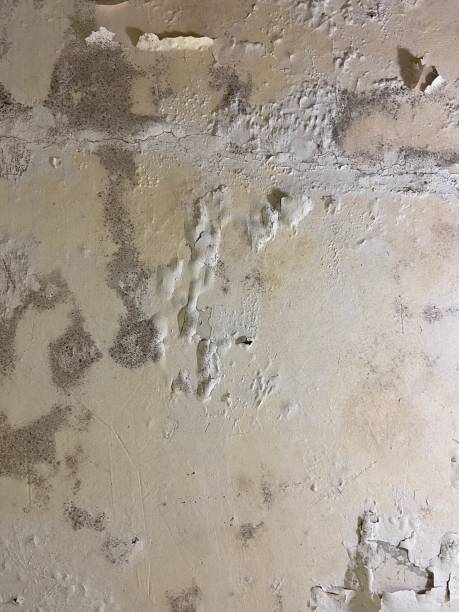 Best Mold Testing  in Cordele, GA
