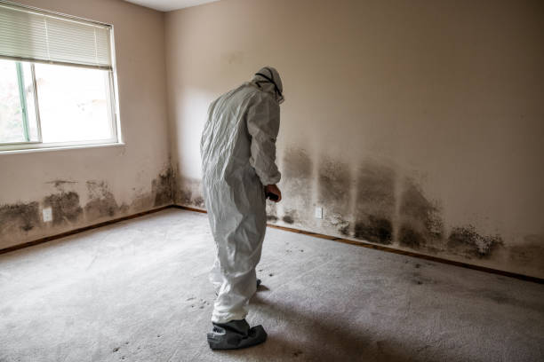 Home Mold Removal in Cordele, GA
