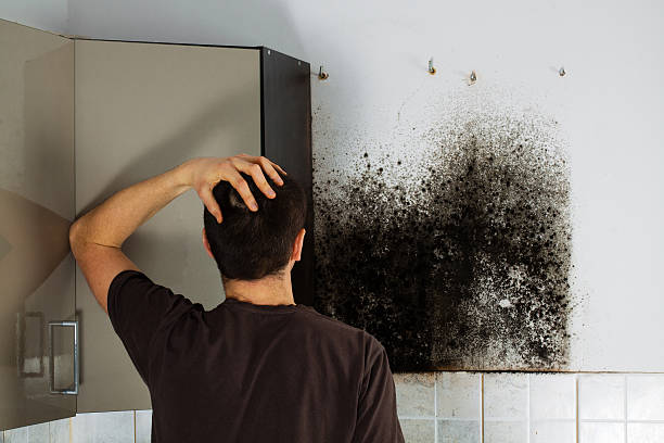 Reliable Cordele, GA Mold Removal Solutions