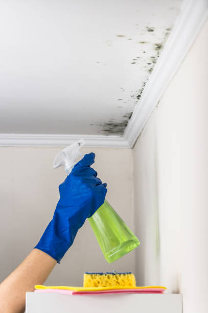 Best Toxic Mold Removal  in Cordele, GA